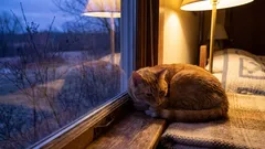 Vaše kočka vás nemiluje: 5 signálů, které denně ignorujete