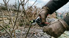 Zimní řez bez chyb: 9 tipů pro ovocné stromy, růže a keře
