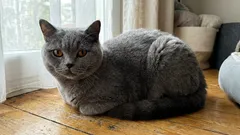 Jak nevychovávat kočku: 10 chyb, které zničí chování vašeho mazlíčka