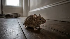 6 přírodních způsobů, jak udržet myši mimo domov po celou zimu podle odborníků na škůdce