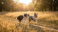 Od chaotických procházek ke klidnému spojení: Jak se naučit chodit bez vodítka