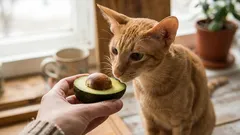 8 vůní, které domácí kočky obzvlášť milují