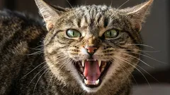 6 kočičích plemen, která nejsou vhodná pro začátečníky: špatně se zvládají