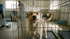 4 mýty o psech z útulku: Proč se nemusíte bát adopce z útulku