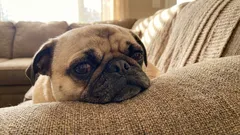 5 plemen psů, která byste si nikdy neměli pořizovat