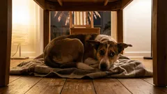 Pes panikaří kvůli ohňostrojům a petardám? Kompletní průvodce pro majitele