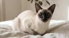 Pořízení siamské kočky: výhody, výzvy a tipy pro klidnější život