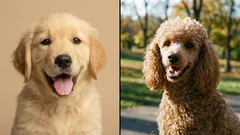 Minimum starostí, maximum radosti: 5 plemen psů pro začínající majitele