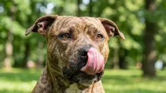 10 psích plemen se zlatou povahou – kdo rozhodně stojí za pořízení