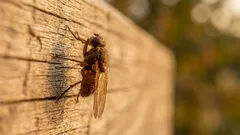 Jak se zbavit much v kuchyni: 5 metod bez chemie