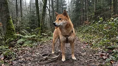 Proč se tito psi zdají být tvrdohlaví? 7 plemen, která potřebují zvláštní pozornost