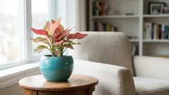 Efektní, ale náročné pokojovky: Těchto 13 krásek potřebuje víc, než si myslíte